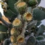 Opuntia leucotricha Vrucht