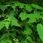 Polymnia canadensis Leaf