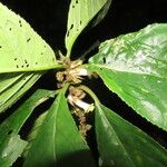 Drymonia macrophylla Blad