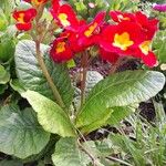 Primula × polyantha عادت داشتن