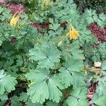 Aquilegia chrysantha Blatt