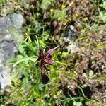 Tragopogon angustifolius 花