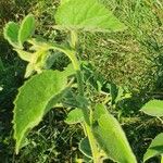 Abutilon mauritianum Habit