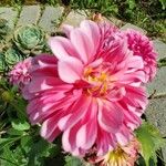 Dahlia × hortensis Květ