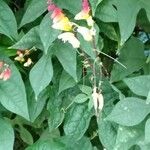 Ipomoea lobata 形态