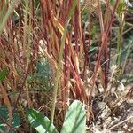 Cynosurus echinatus Habit