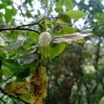 Vaccinium padifolium Flor