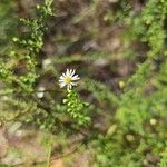 Symphyotrichum ericoidesBlomst