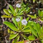 Globularia amygdalifolia फूल