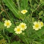 Potentilla rectaFiore