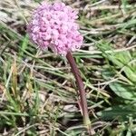 Valeriana tuberosa Elinympäristö