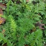 Achillea nobilis Лист