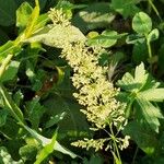 Polypogon viridis Blüte
