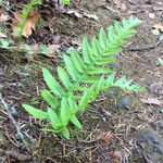 Polypodium californicum Hoja