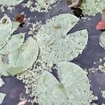 Nymphaea alba Leaf