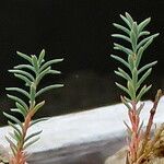 Reaumuria songarica Leaf