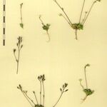 Draba fladnizensis 其他