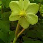 Podophyllum peltatum Fleur
