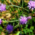 Cyanthillium cinereum Flor