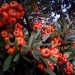 Pyracantha coccinea Fruit