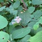 Apocynum androsaemifolium Flower