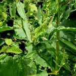 Rumex hydrolapathum Habit