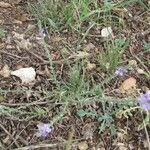 Verbena canescens Elinympäristö