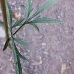 Bidens subalternans Blad