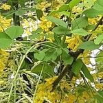 Laburnum alpinum Folha