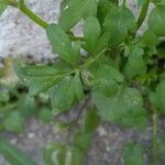 Cardamine bonariensis Leaf