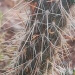 Austrocylindropuntia shaferi Lubje