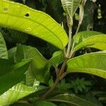 Miconia affinis Bark