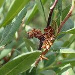 Myrica gale Fruit