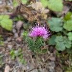 Carduus acanthoides Flower