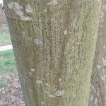 Tilia chinensis Corteza