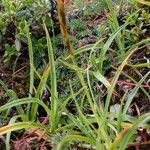 Carex uncinioides 整株植物