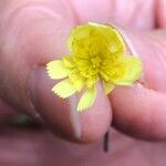 Pilosella lactucella Квітка