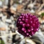 Allium vineale Floare