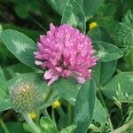 Trifolium pratense Flor