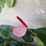 Anthurium andraeanum Flor