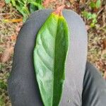 Cola acuminata List