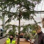 Abies nordmannianaList