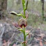 Cryptostylis erecta 花