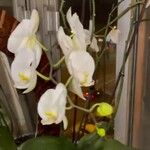 Phalaenopsis amabilis Λουλούδι