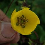 Geum elatum Други