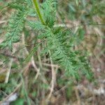 Pedicularis comosa Hoja