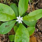 Lysimachia europaea Кветка