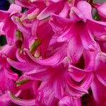 Hyacinthus orientalis Flor