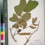 Leptoderris nobilis Sonstige