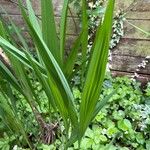 Crocosmia × crocosmiifloraЛисток